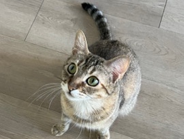 American Shorthair – Winona - Spayed Female, 11 months, Tortie/Brown Tabby – Tucson