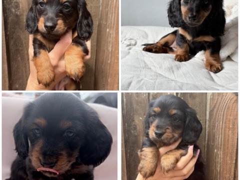 Dachshund – Long haired KC reg miniature dachsunds – Portsmouth