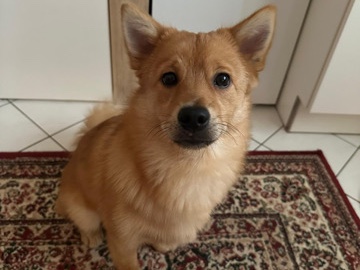 mischlings Hund zu verkaufen – Erfurt