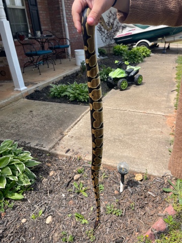 female juvenile Ball python