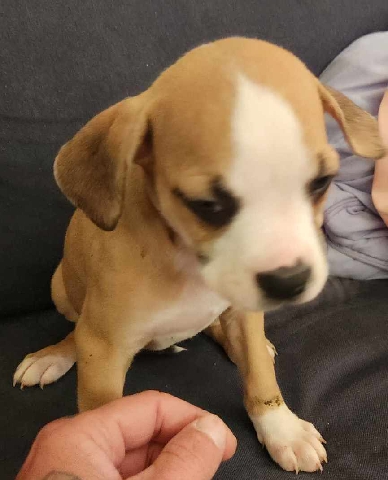 3 pups for sale