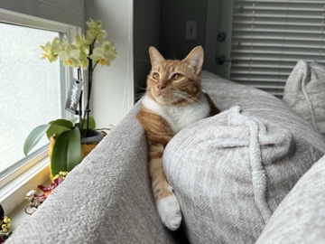 Whiskey – Milpitas