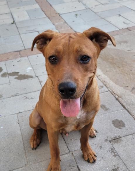 American Pit Bull Terrier – comet (pit bull mix)