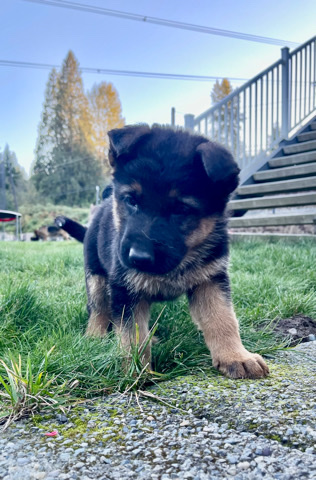 German Shepherd – German Shepard Puppies