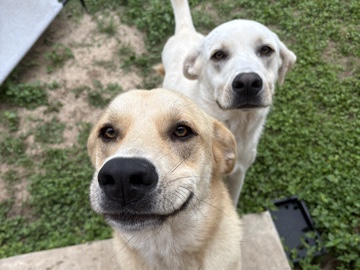Mixed Breed – need to rehome ASAP – Floresville