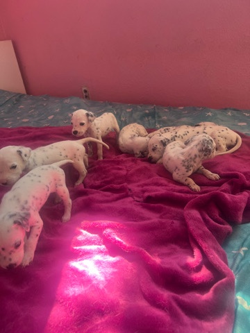 Dalmatian – Dalmatian