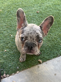 Merel Frenchie