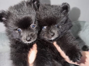 Pomeranian – 2 Black Boy Pomeranians – London