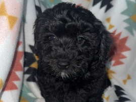 Poodle – Toy poodle – Olivehurst