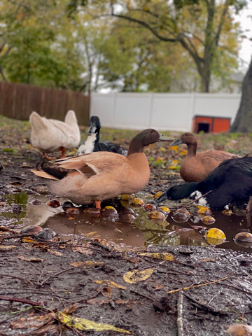 Ducks and ducklings need new home