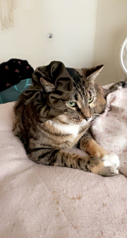 Russian White, Black and Tabby – Zelda (Free of charge) comes with all essentials.
