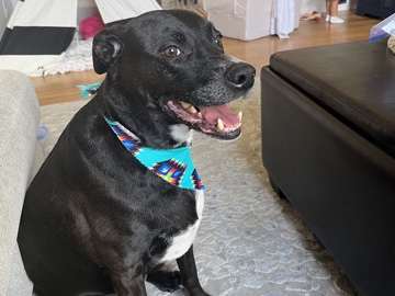 Pit Bull – Bear