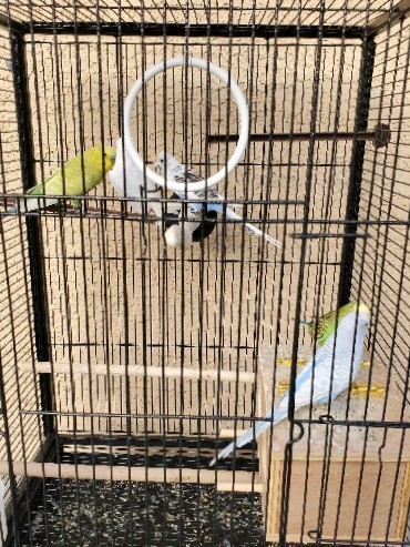 Budgerigar – selling parakeets