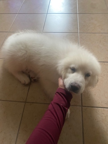Great Pyrenees – great pyrenees