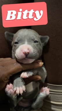 American Pit Bull Terrier – Bitty (Runt)