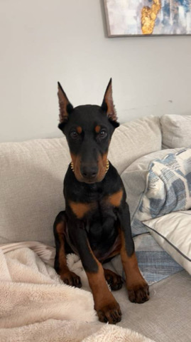 Doberman Pinscher – Male European Doberman
