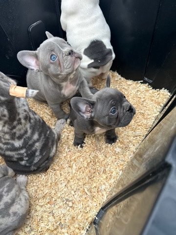 French Bulldog – French Bulldogs Puppies