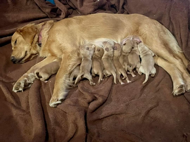 Golden Retriever – Golden Retriever puppies for sale