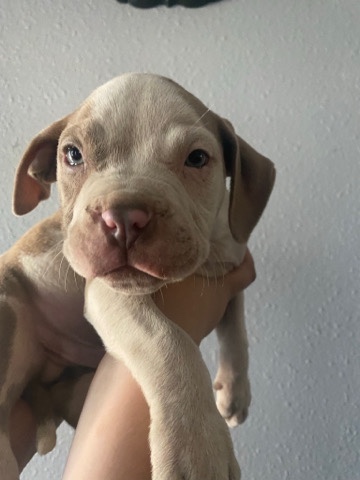 American Pit Bull Terrier – 7 Pitbull Puppies