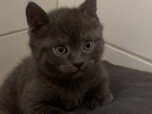 British Shorthair - Britisch Kurzhaar Kater  available for adoption in Hildesheim