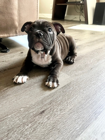 American Bulldog