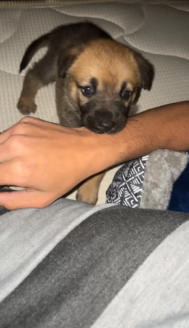 German Shepherd – Female German Shepherd