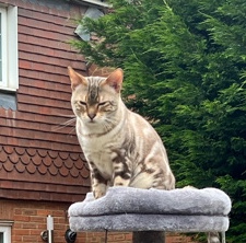 Bengal – full pedigree bengal