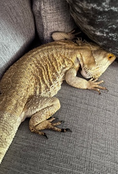 Any – bearded xragon