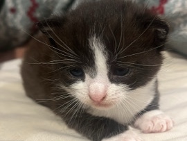 Beautiful Tortoiseshell & Tuxedo Kittens (2 month) – Huddersfield