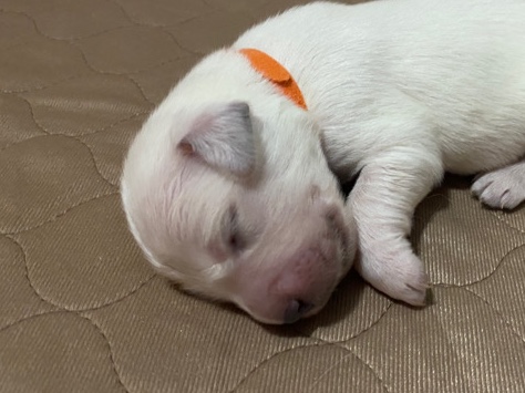 Golden Retriever – Golden Retriver - Mr. Orange