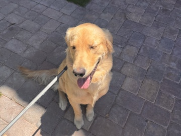 Golden Retriever – 🐾 Purebred Golden Retriever – 8 Months Old 🐾 – Las Vegas