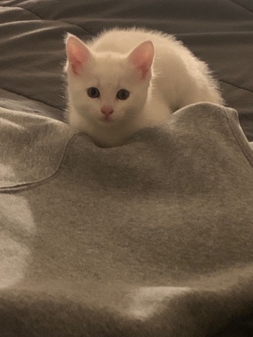 Khao Manee – White kittens up for adoption
