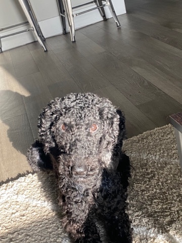 Poodle – Zeus : F2B Goldendoodle