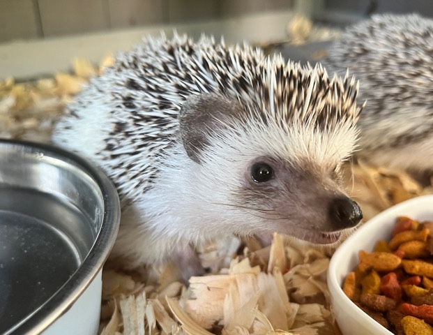 hedgehog – Hedgehog for sale
