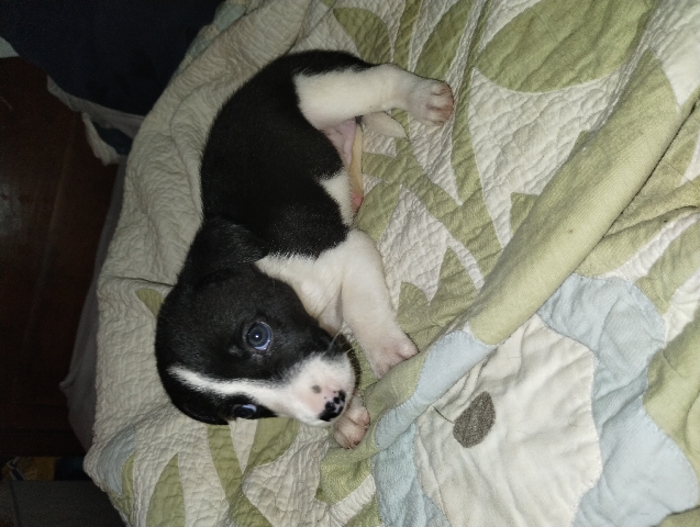 Chihuahua – female chihuahua border collie mix