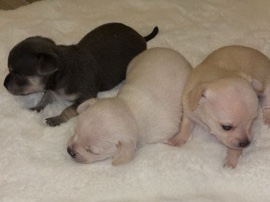 Chihuahua – 3 beauty chihuahua female – Cardiff