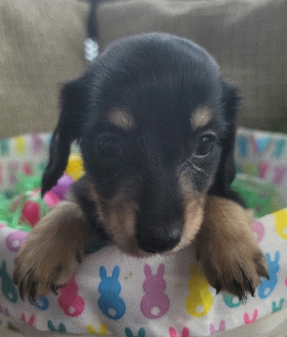 Dachshund – Mini Dachshund