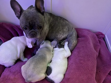 Bulldog - Female Frenchies  available for adoption in Bristol