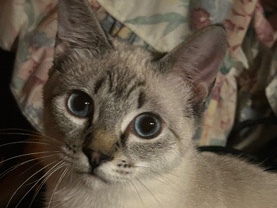 Siamese – free Siamese cat – Eugene