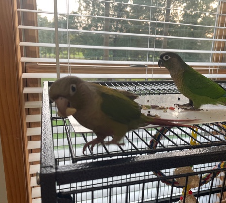 Conures – 2 beautiful Conures