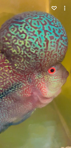 fish – flower horn fish for sale and it is 9 month old