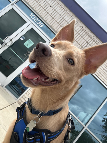 Labrador Retriever – Rehome leo