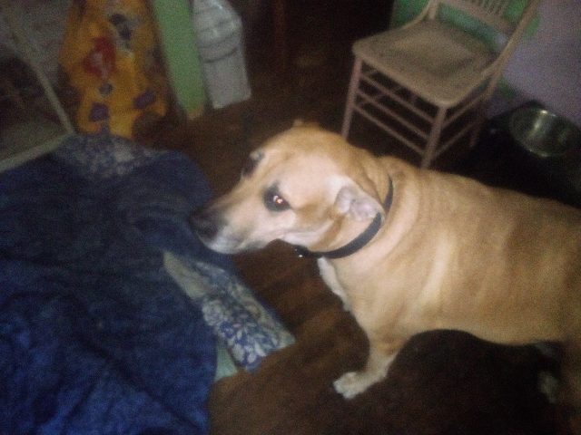 Labrador Retriever – Buddy Boy