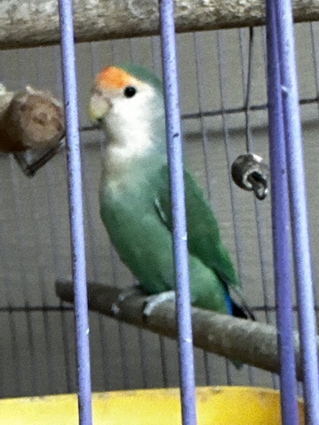 lovebird