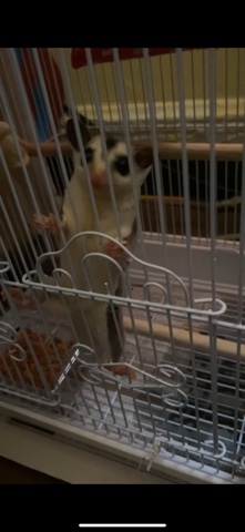 squirrel – sugar glider