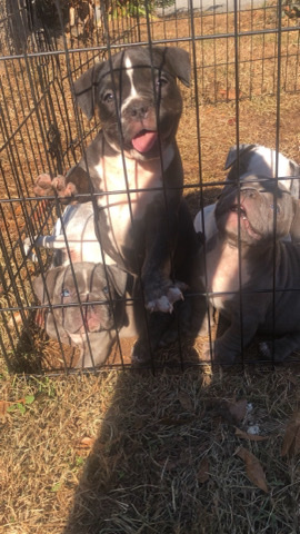 Toy Bulldog – ukc registered micro bully