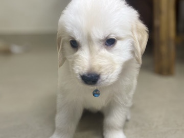 Golden Retriever - golden retriever puppy available for adoption in Kanyakumari