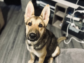 German Shepherd – German Shepard x Husky – Llanelli
