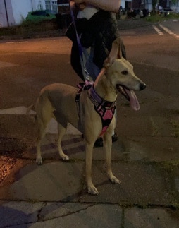 Greyhound – 3 year old cross breed for rehoming