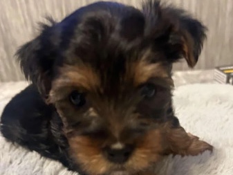 Yorkshire Terrier – Yorkshire terroir puppy’s – Wrexham